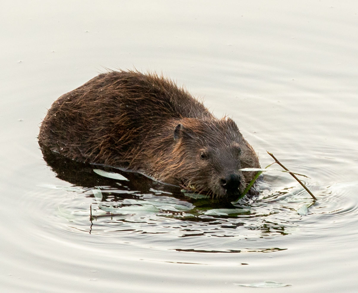 Beaver Lodge Summer 2019